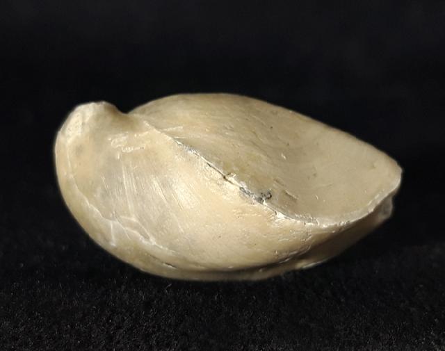 Sellithyris subsella LEYMERIE 1846 - Bild © FossNet FossilienStore